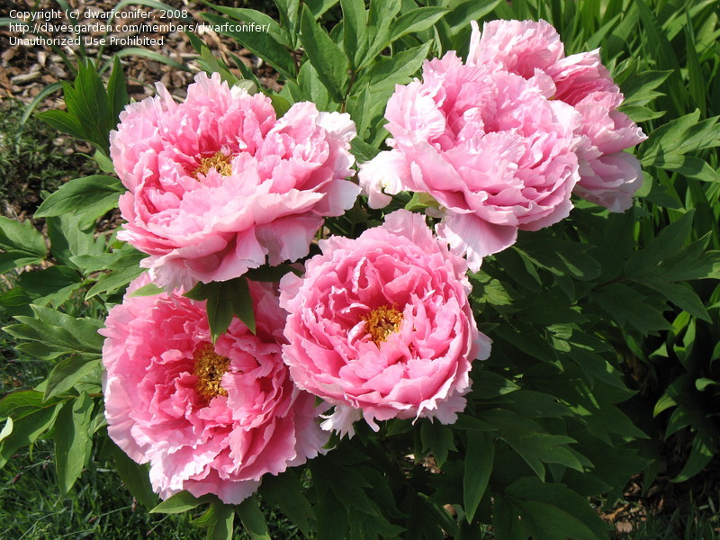 Paeonia Suffruticosa